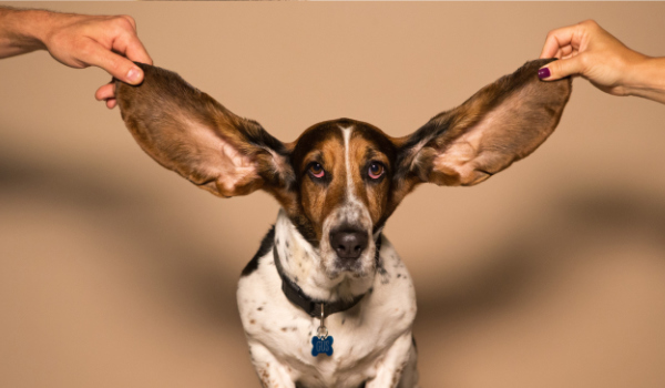 Between the Ears