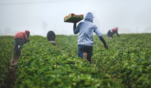 Working in a farm